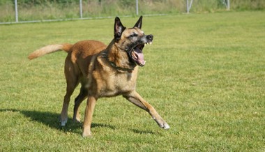 Polizeihund hindert einen Einbrecher an der Flucht