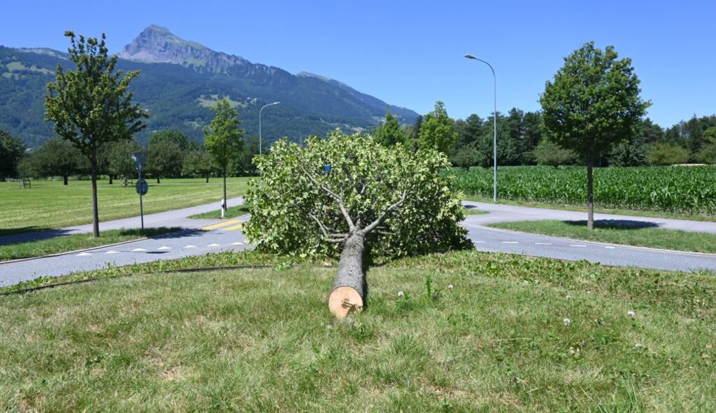  Dieser Baum wurde widerrechtlich gefällt. 