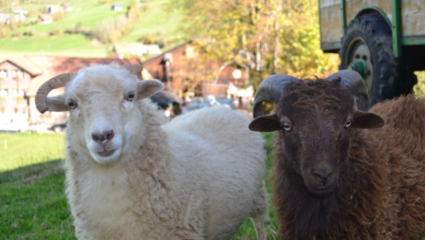  Auf dem Bauernhof warten viele Tiere auf den neuen Angestellten. 