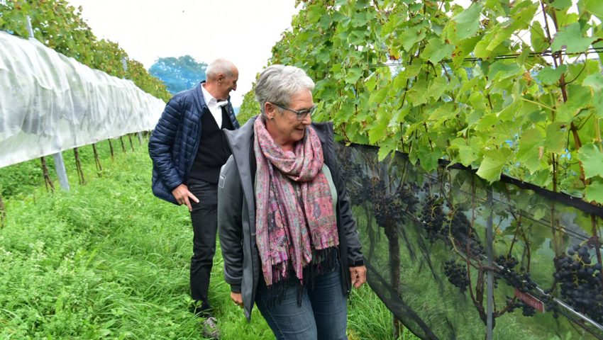  Markus Hardegger freut sich über die gesunden Früchte.