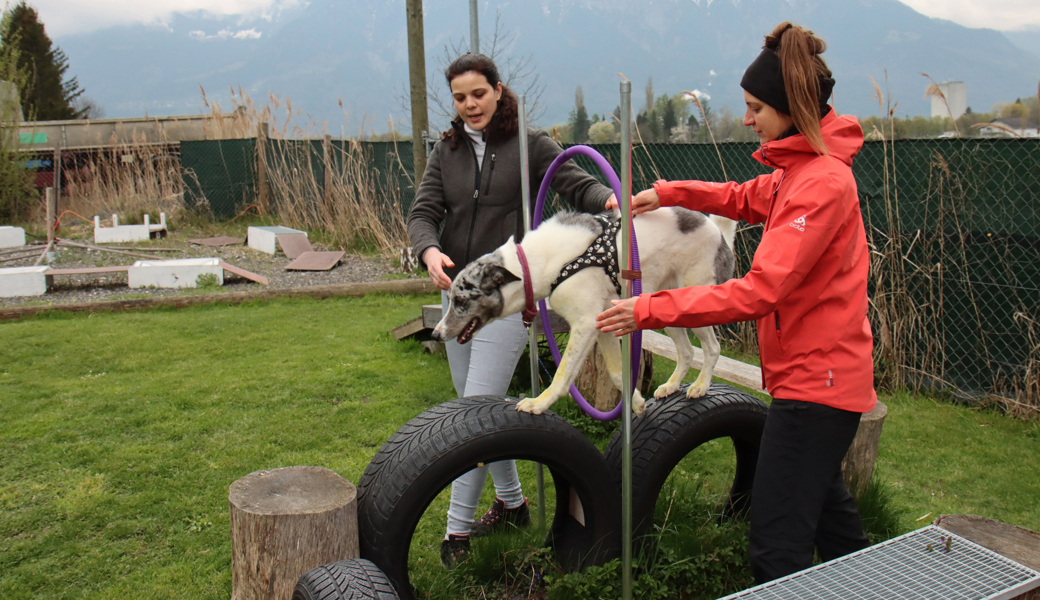 Hundetrainerin Jelena Oberli (rechts) und Jana Berchtold begleiten Liro bei den Übungen Schritt für Schritt.