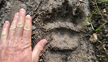 Bärenspuren nahe dem St.Galler Rheintal entdeckt