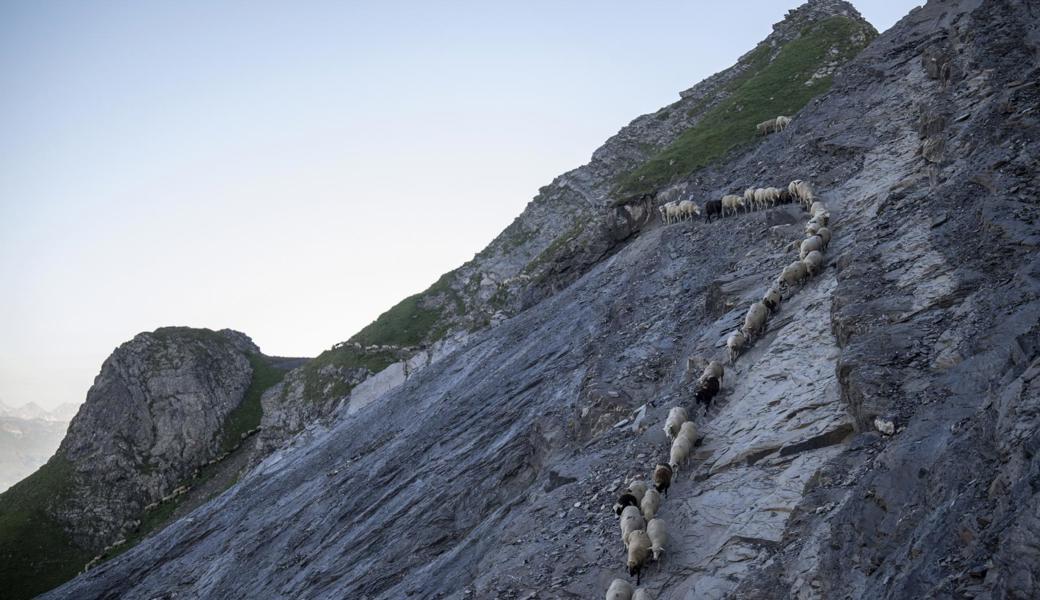 1400 Schafe wandern auf Gebirgspfaden