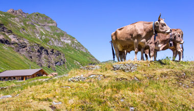 Mal früher, mal später: Sommerwetter brachte flexible Alpabzüge