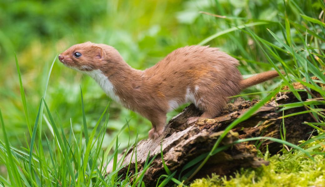 Das Mauswiesel (Mustela nivalis) ist das kleinste Raubtier der Welt. 