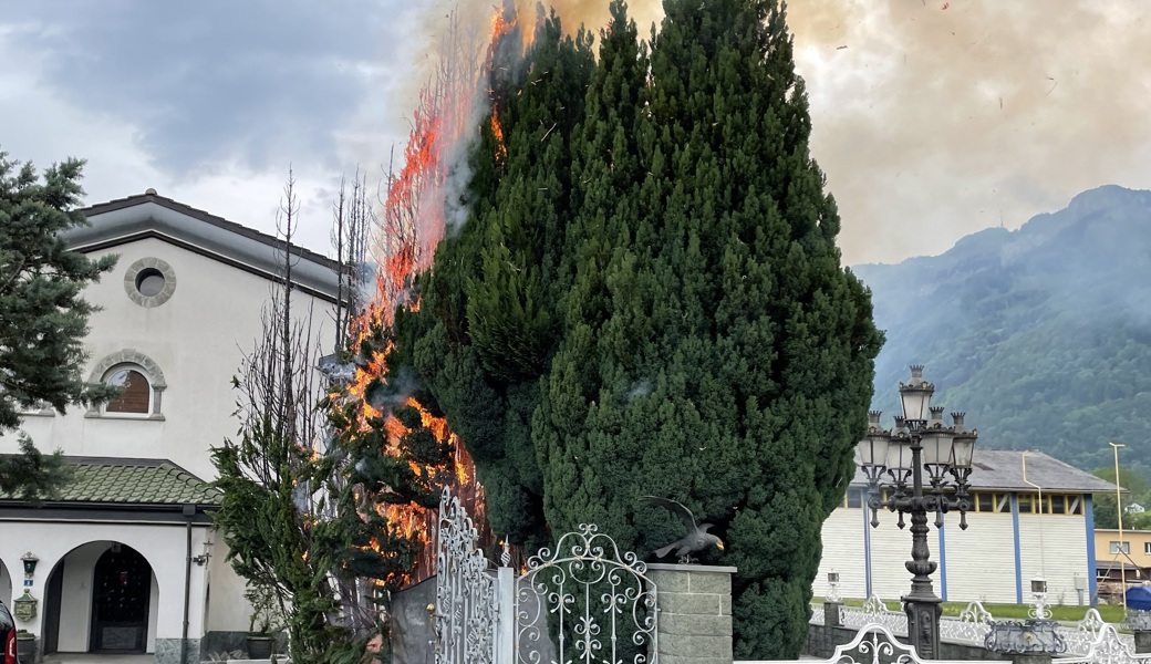 Die Pflanzen wurden wahrscheinlich aus Versehen mit einem Gasbrenner angesteckt.