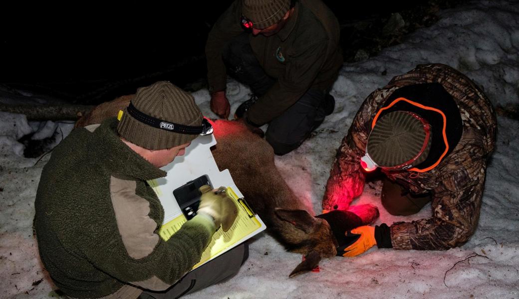 Um das Verhalten der Rothirsche zu erforschen, wurden im Werdenberg Tiere eingefangen und mit Sendern versehen. 