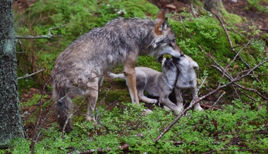 Ein Vorstoss im Kantonsrat nimmt die Gamserrugg-Wölfe in Schutz