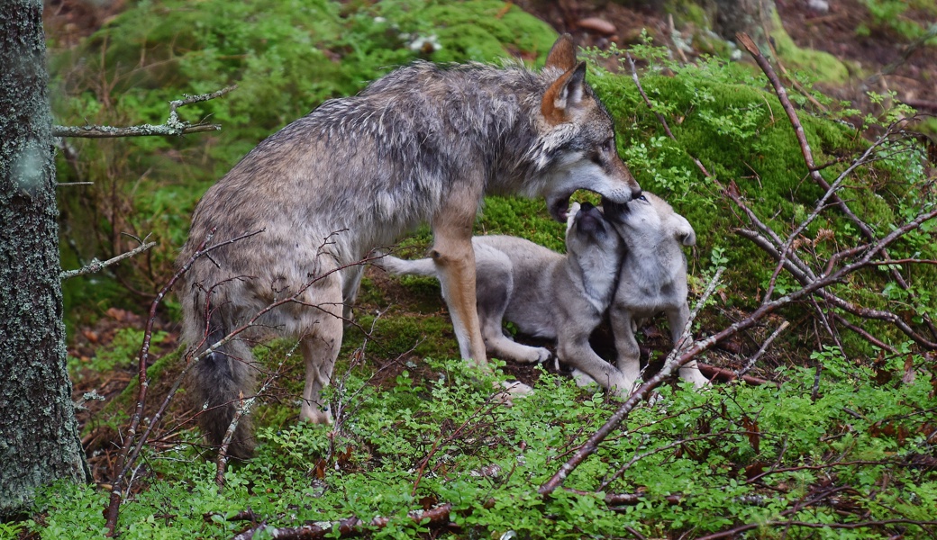 Das Amt für Natur, Jagd und Fischerei hat diese Woche den Abschuss eines Jungwolfs aus dem Gamserrugg-Rudel verfügt.