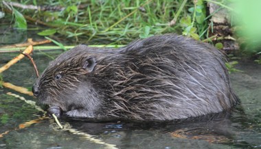 Biber sind unerwünscht: Kiesfang Hasenbünt soll saniert werden