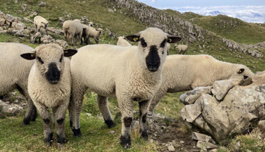 Nach Wolfsangriff: Schafzüchter beenden Saison abrupt und geben Alp auf