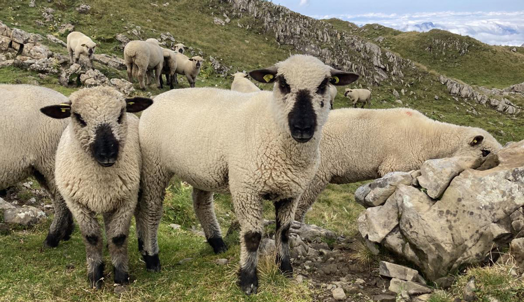 Für Hansueli Eggenbergers Schafe war dieser Sommer der letzte auf der Alp Hinder Rosswis.