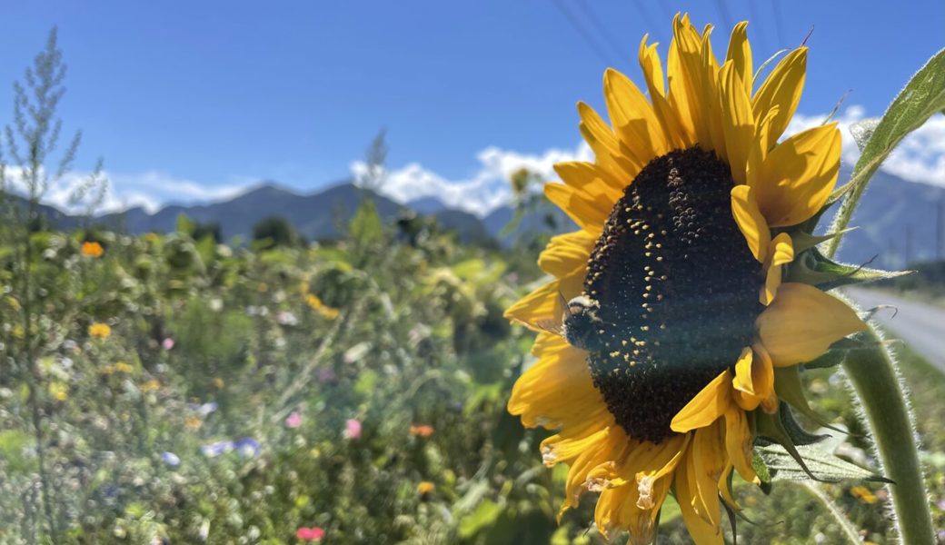 Die bunte Farbenpracht erleichtert den Abschied vom warmen Sommer