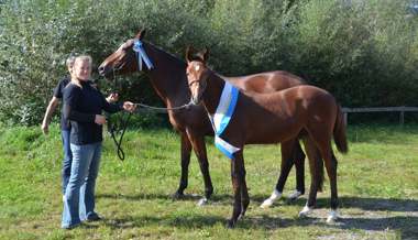 Warmblutfohlen vom Saxerriet gewinnt Schau