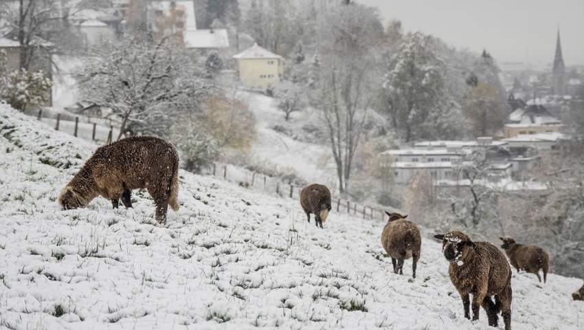 Schafe können sogar Temperaturen bis minus 20 Grad problemlos aushalten.