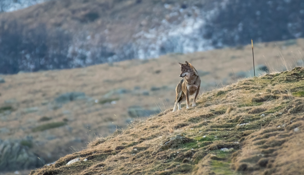 Wolf reisst Schaf und Ziege auf zwei Alpen