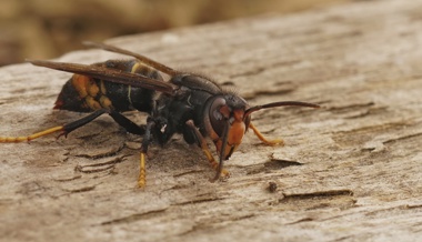 Neun Kilo Bienen zum Znacht: Asiatische Hornisse dürfte noch dieses Jahr in der Region ankommen
