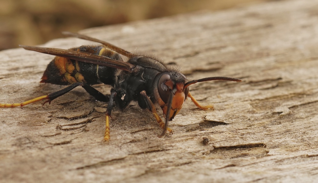Neun Kilo Bienen zum Znacht: Asiatische Hornisse dürfte noch dieses Jahr in der Region ankommen