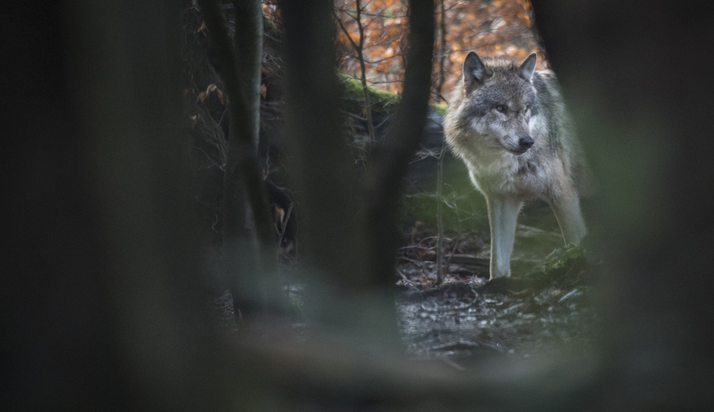 Wölfe nahe Siedlungen: SVP fordert harte Massnahmen