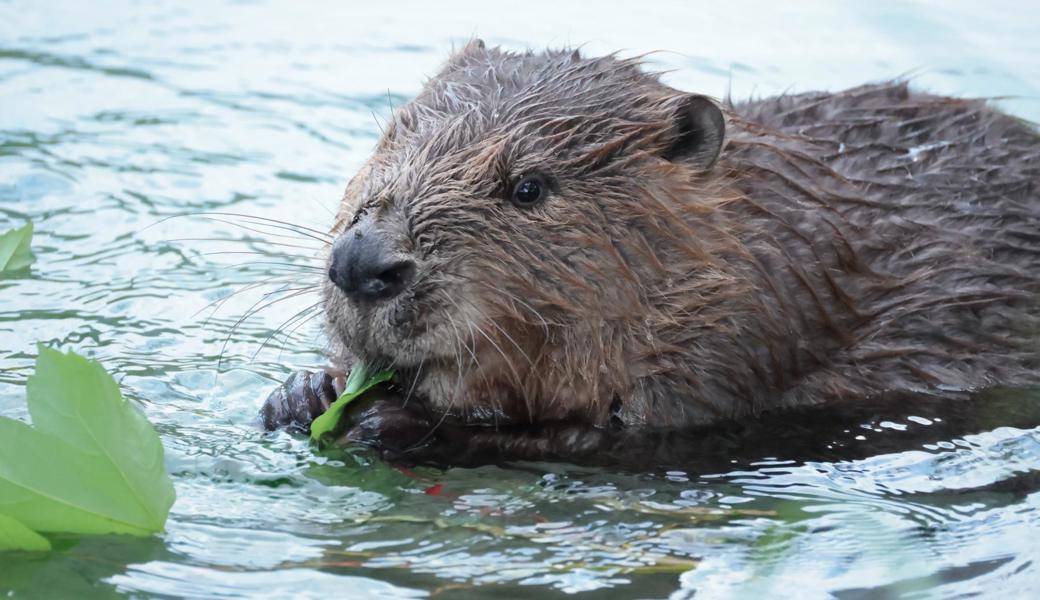 Biber geniesst seine Ruhe im «Sämmler»