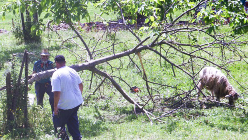  Vereinsmitglieder versuchen, einen umgestürzten jüngeren Nussbaum zu retten.