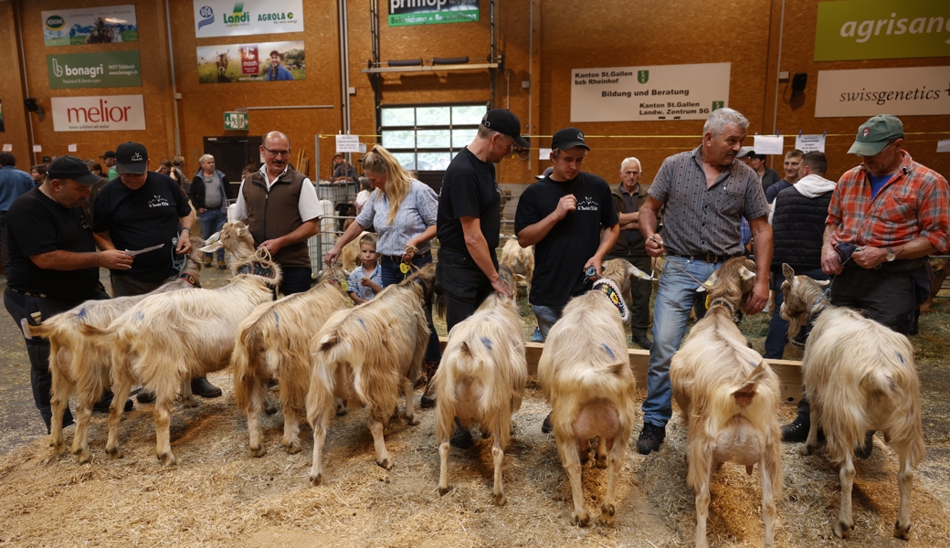 Buhlten am Wochenende in Sargans um die Experten- und Züchtergunst: Die schönsten Geissen und Böcke aus mehreren Kantonen.