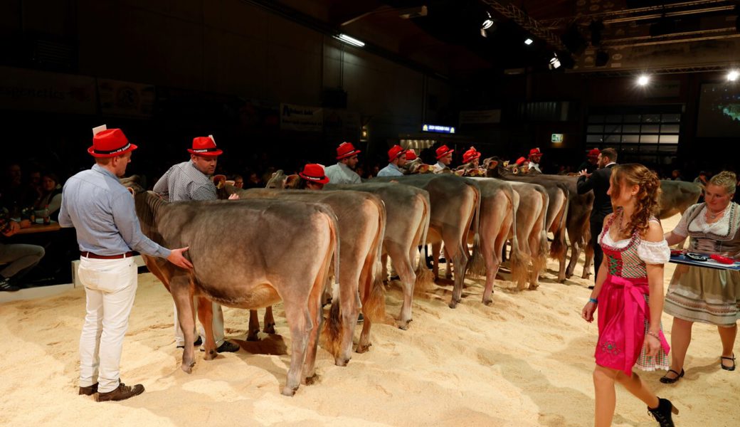  Gipfeltreffen der Rinder: In der Markthalle in Sargans zeigten auch Züchter aus der W&amp;O-Region ihre schönsten Tiere. 