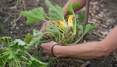 Neue Verbote: Der Bund greift bei Hobbygärtnern durch – darauf müssen Sie jetzt im Garten verzichten