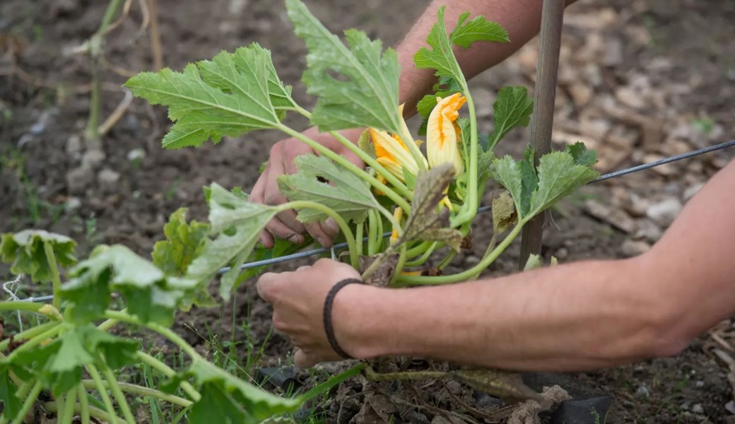 Neue Verbote: Der Bund greift bei Hobbygärtnern durch – darauf müssen Sie jetzt im Garten verzichten