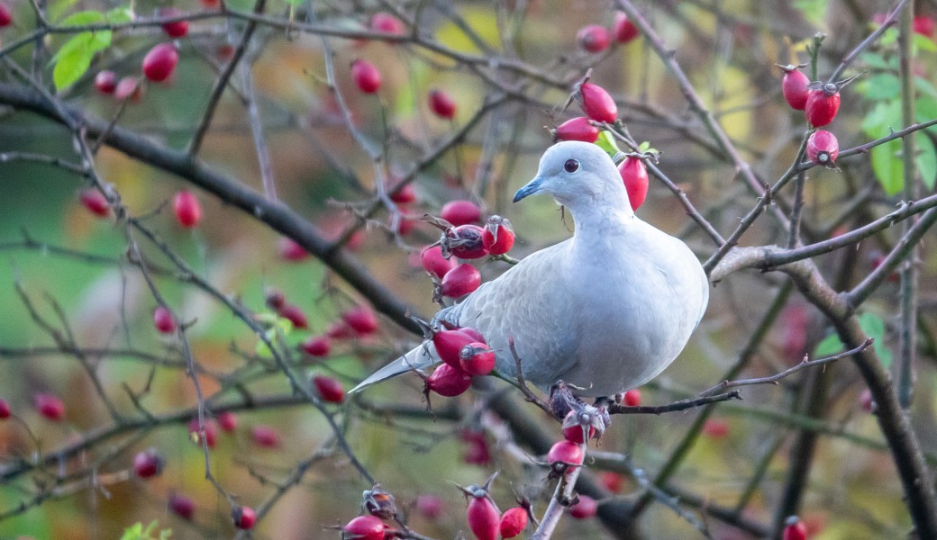 Türkentaube in einem Rosenstrauch: Wildrosen und Wildsträucher bieten in der kalten Jahreszeit Nahrung und Schutz.