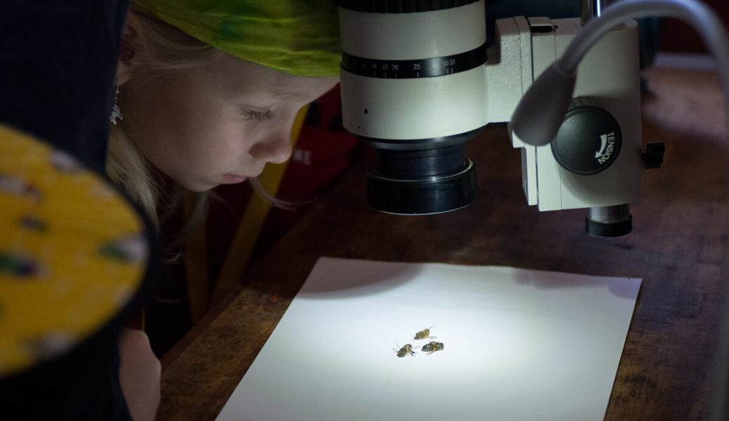  Aus klein wird gross: Die Schülerinnen und Schüler observieren mit blossem Auge und durch ein Mikroskop die Anatomie der Biene. 