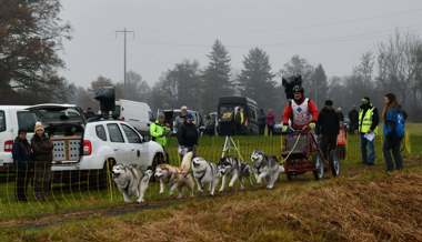 Auf vier Pfoten durchs Feld: Schlittenhunde zogen mit Freude und Engagement die fahrbaren Untersätze am Wagenrennen