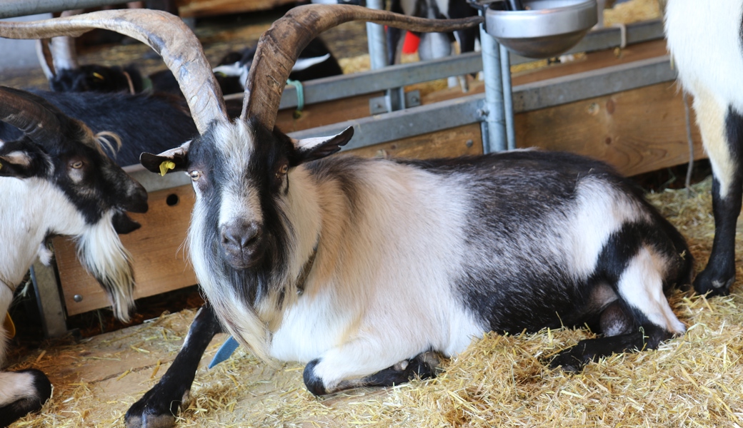 350 Tiere von elf Rassen werden beim Ziegen- und Bockmarkt gezeigt