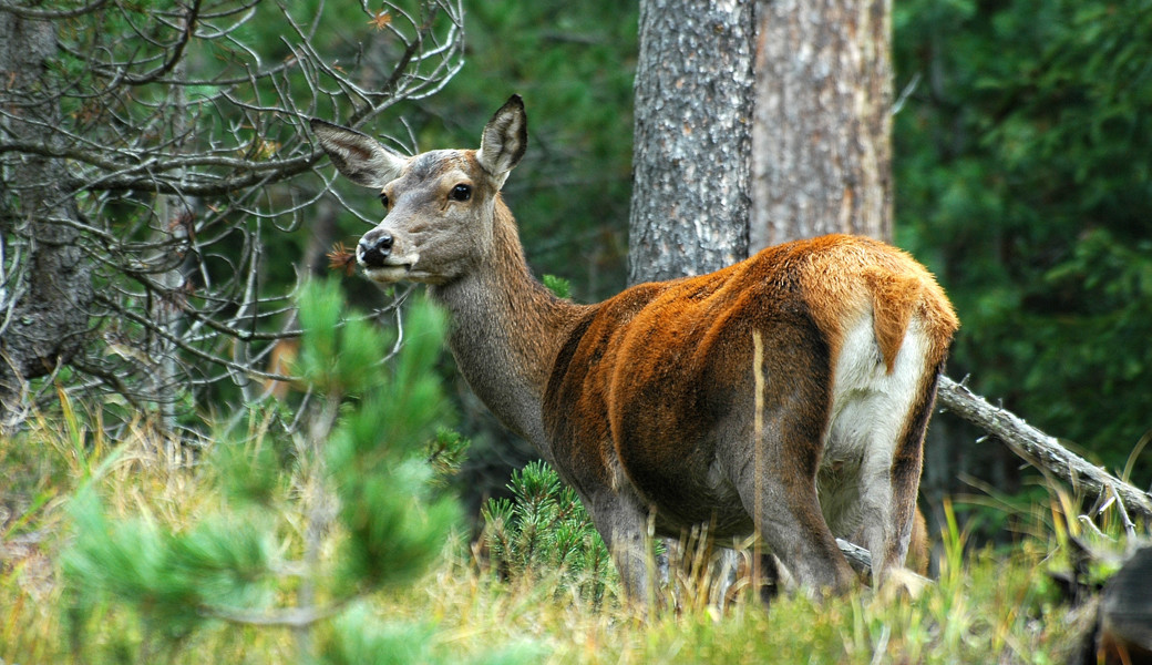 Hirsche setzen den Bergwäldern zu