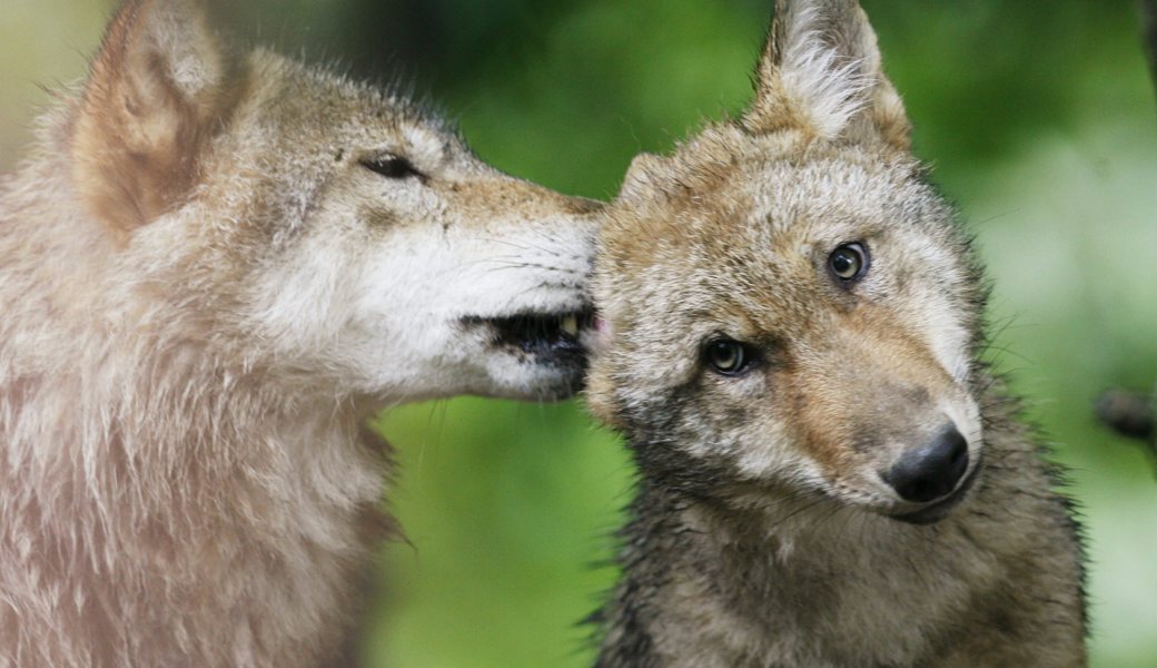 Wildhut konnte Wolf nicht innert 60 Tage schiessen - ist er nun wieder da?