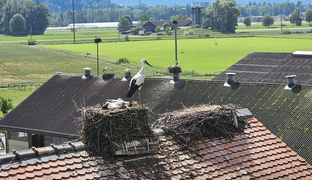 Viele Jungstörche sind völlig durchnässt erbärmlich erfroren