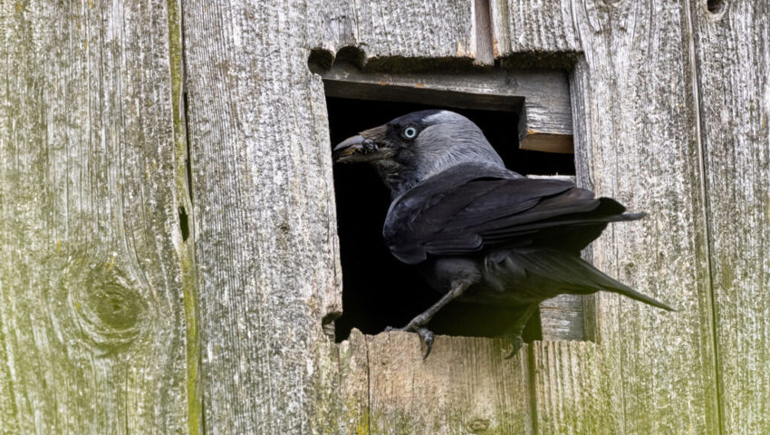  Dohle mit Futter für die Jungvögel im Einflugloch einer Nisthilfe für Turmfalken und Schleiereulen. 