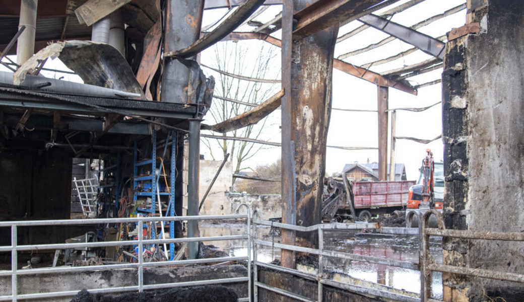  Die Tiere leben in den Liegehallen, die den Brand überstanden haben. Bilder: Corinne Hanselmann