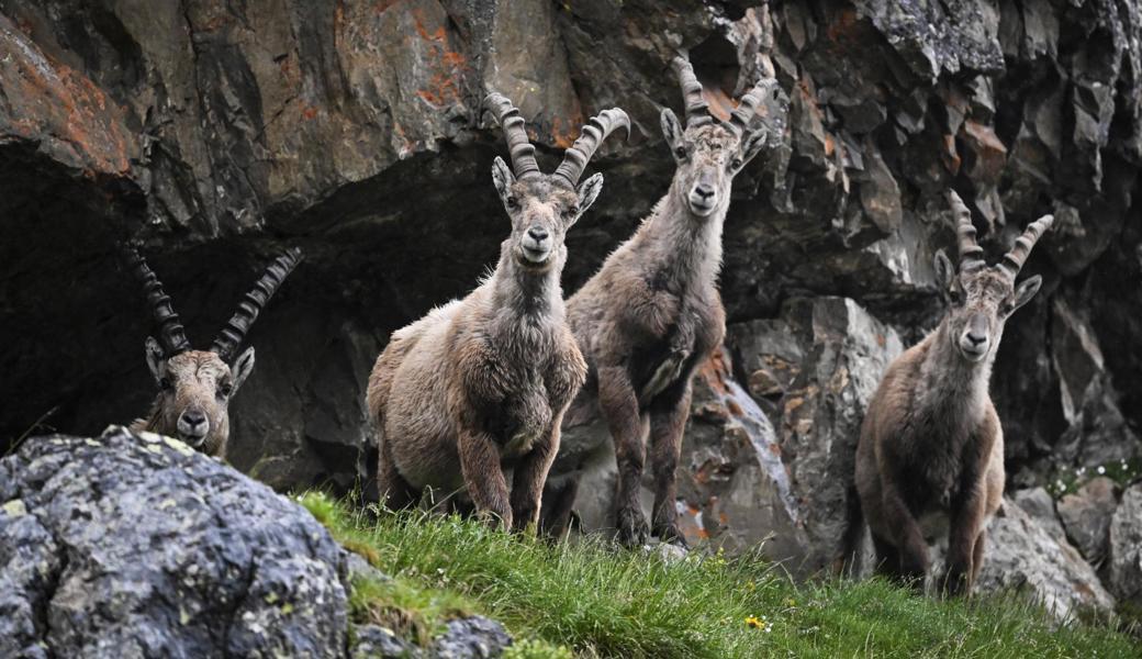 Majestätische Tiere der Alpen vor der Linse