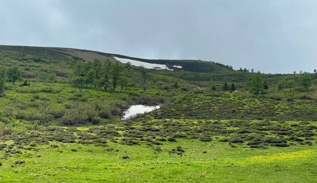  Der zweigeteilte Ariner Schneefleck am 3. Juni in einer Nahaufnahme. 