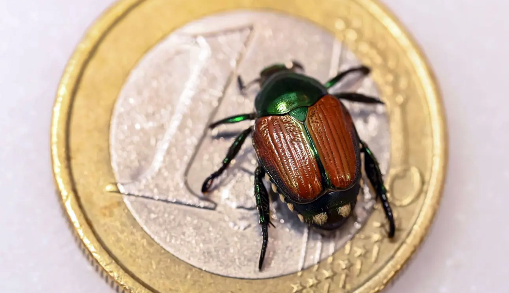 Nur zehn bis zwölf Millimeter gross: Der kleine Käfer frisst sich durch ganze Felder.