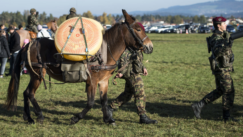 Die Schweizer Armee unterhält heute noch Trainkolonnen mit Maultieren und Freibergerpferden.