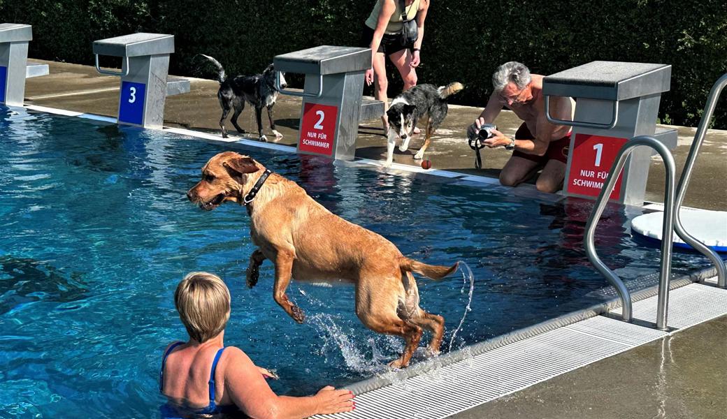 Labrador Stella aus Nesslau machte einen Hechtsprung nach dem anderen. 