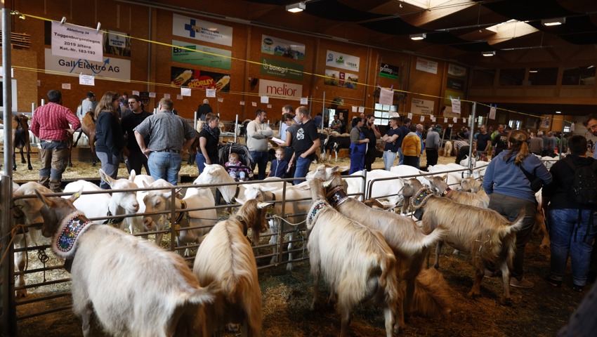 In der Markthalle Sargans finden verschiedene Anlässe statt: Der Ziegen- und Bockmarkt.