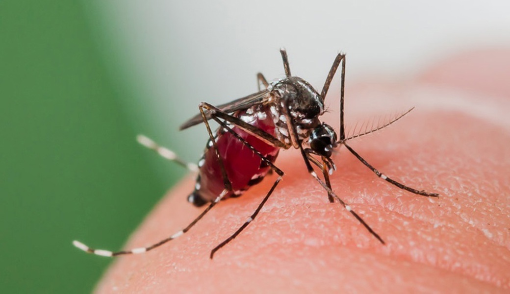 Die Asiatische Tigermücke (Aedes albopictus): Typisch sind die weisse Färbung ganz am Bein-Ende des hinteren Beinpaars sowie der weisse Strich, der über Kopf und Rücken des Tiers läuft.  