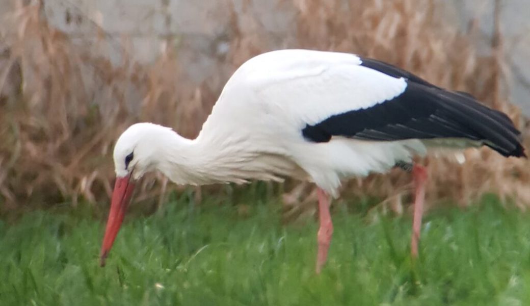  Das Gute liegt so nah: Immer häufiger überwintern die Störche in unseren Breitengraden statt in den Süden zu fliegen. 