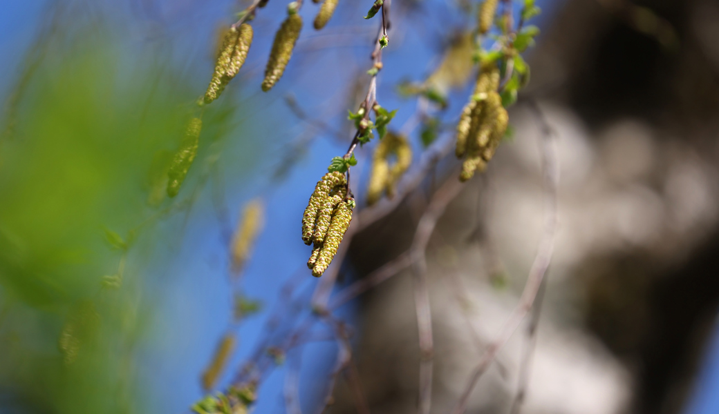 Kleine Pollen machen Allergikern grossen Ärger