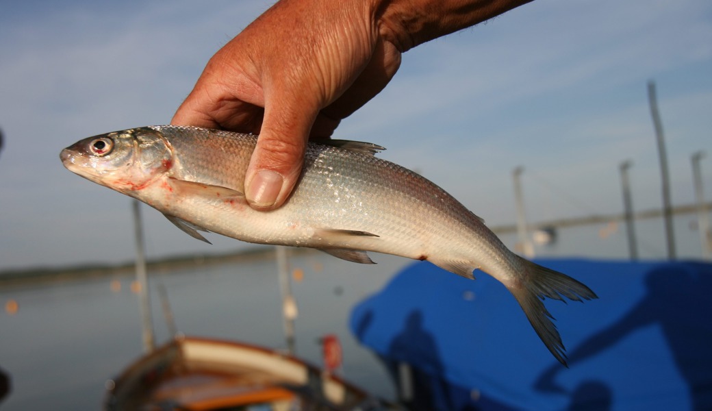 Vielleicht bald nur noch mit Glück: Ein Angler hat einen Felchen gefangen.