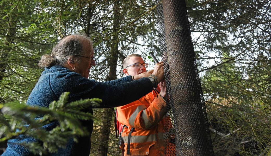 Freiwillige hüllen den Stamm eines Zukunftsbaums in ein schützendes Netz.