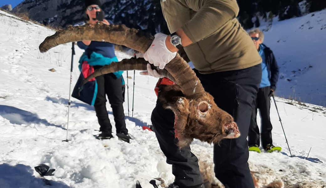  Wildhüter Urs Büchler mit dem Steinbock oberhalb von Wildhaus. 